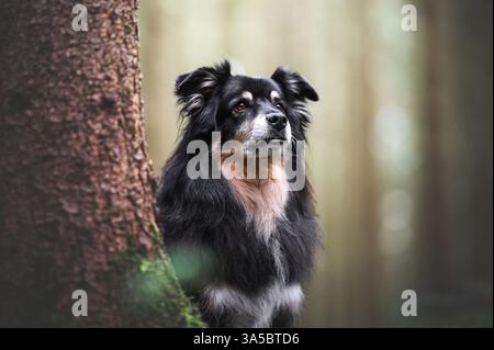 Männliche Australian Shepherd Stockfoto