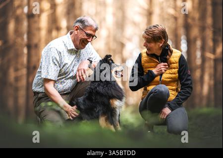 Männliche Australian Shepherd Stockfoto