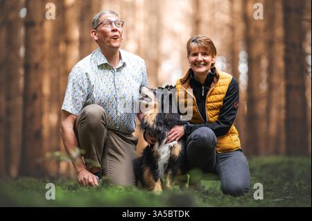 Männliche Australian Shepherd Stockfoto
