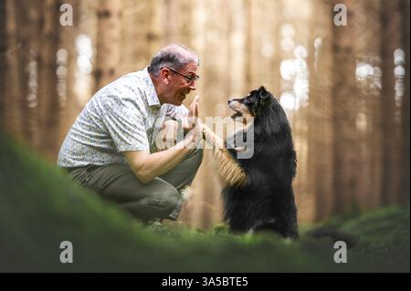 Männliche Australian Shepherd Stockfoto