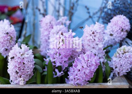 Eine wunderschöne Darstellung von rosa Hyazinthen Blumen blüht in einem hölzernen Pflanzgefäß umgeben von einem weichen blauen Hintergrund und schafft eine bezaubernde Blumenszene in Stockfoto