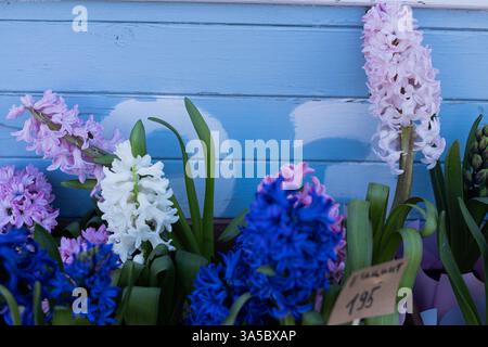 Ein lebendiges Schauspiel von Hyazinthen-Blumen vor einem bezaubernden blauen Holzhintergrund in voller Blüte, das die Schönheit der Natur und den frischen Frühling zeigt Stockfoto