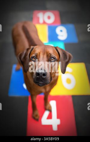 Rhodesian Ridgeback Stockfoto