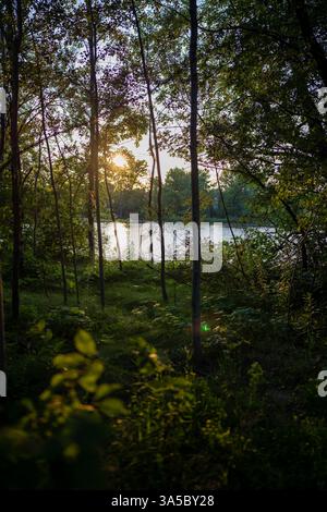 Sonnenlicht leuchtet von einem See aus, der durch einen Bildschirm aus Bäumen und üppig grünem Unterholz gesehen wird. Stockfoto