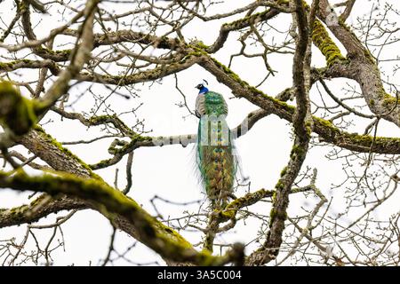 Männlicher indischer Pfauzen oder blauer Pfauzen (Pavo cristatus) im Baum - Beacon Hill Park - Victoria, Vancouver Island, British Columbia, Kanada Stockfoto