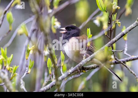 Dunkeläugiger Junco (Junco hyemalis) [Oreganus] Gesang - Beacon Hill Park - Victoria, Vancouver Island, British Columbia, Kanada Stockfoto