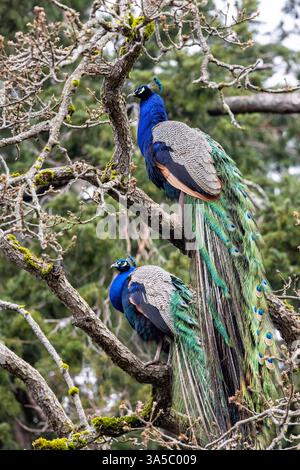 Männlicher indischer Pfauzen oder blauer Pfauzen (Pavo cristatus) - Beacon Hill Park - Victoria, Vancouver Island, British Columiba, Kanada Stockfoto