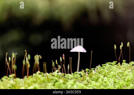 Nahaufnahme eines einsamen weißen Pilzes zwischen den Sporophyten der Moospflanzen - Goldstream Provincial Park bei Victoria, Vancouver Island, British Columbia, Stockfoto