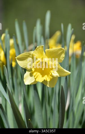 Hübscher gelber Frühlingsgarten mit gelben Jonquil-Blüten in Blüte. Stockfoto