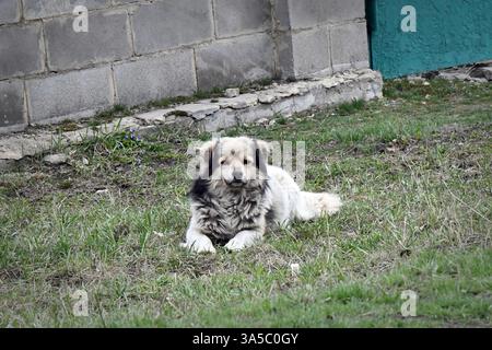 Niedliche welsh springer Spaniel Hunderasse am Abend. Stockfoto