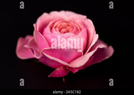 Nahaufnahme auf schwarzem Hintergrund liegt eine rosa Pfingstrose Rose offene Knospe viele Blütenblätter Gartenblumen ohne Blätter Tee Rose Fuchsia Farbfokus auf Blütenblätter Stockfoto