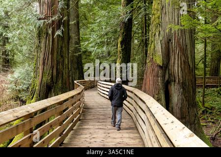 Promenade durch alten Wald - Cathedral Grove im MacMillan Provincial Park, in der Nähe von Port Alberni; Vancouver Island, British Columbia, CAN Stockfoto