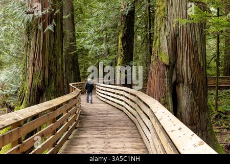 Promenade durch alten Wald - Cathedral Grove im MacMillan Provincial Park, in der Nähe von Port Alberni; Vancouver Island, British Columbia, CAN Stockfoto