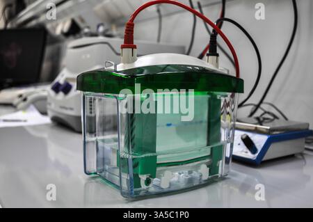 Im biologischen Labor. Wissenschaftliche Untersuchungen der Molekular- und Zellbiologie. Stockfoto