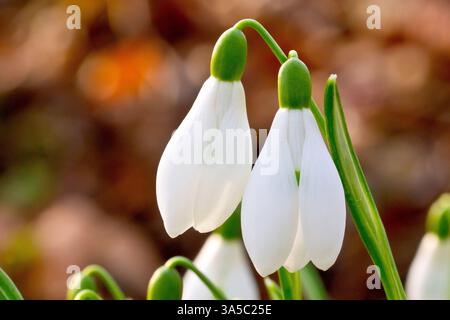 Schneeglöckchen oder Schneeglöckchen (galanthus nivalis), Nahaufnahme mit Blick auf zwei isolierte Blüten aus einer kleinen Gruppe der gewöhnlichen und bekannten Frühlingspflanze. Stockfoto