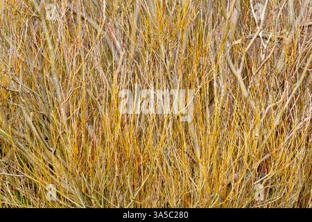 Weide (salix), Nahaufnahme mit einer Masse von frischen, jungen, dünnen Zweigen, die im frühen Frühjahr auf einer jungen Weide wachsen. Stockfoto