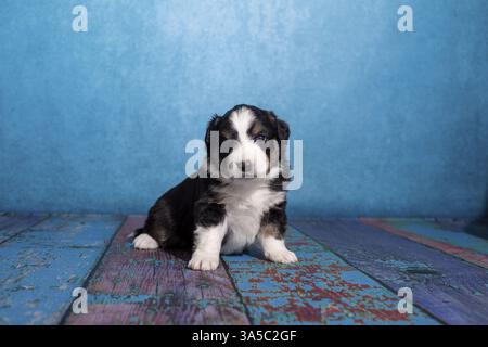 Miniatur Australian Shepherd Welpen Stockfoto