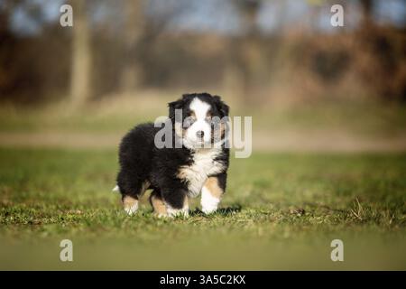 Miniatur Australian Shepherd Welpen Stockfoto