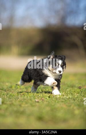 Miniatur Australian Shepherd Welpen Stockfoto