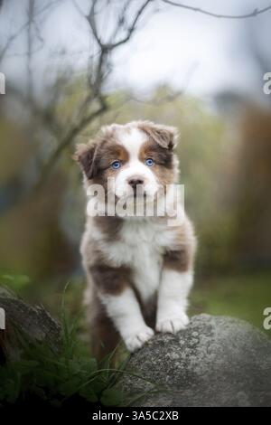 Miniatur Australian Shepherd Welpen Stockfoto