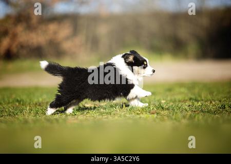 Miniatur Australian Shepherd Welpen Stockfoto