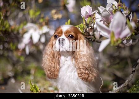 Cavalier King Charles Spaniel Stockfoto