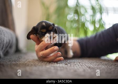 3 Wochen alter Kavalier König Charles Spaniel Stockfoto
