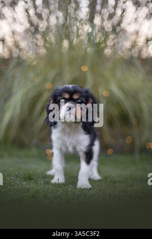 Cavalier King Charles Spaniel Welpen Stockfoto