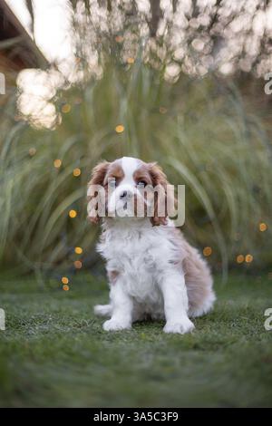Cavalier King Charles Spaniel Welpen Stockfoto