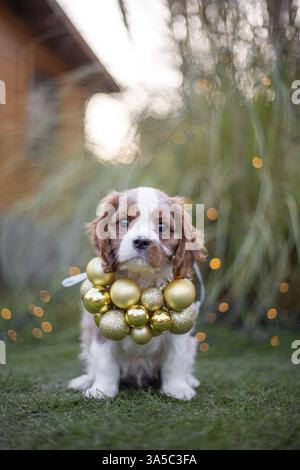 Cavalier King Charles Spaniel Welpen Stockfoto
