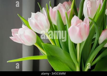 Frisches pinkfarbenes Tulpenstrauß in der Vase aus nächster Nähe Stockfoto
