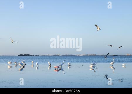 Roseate Spoonbill und schneebedeckte Reiher waten im seichten Wasser mit Möwen über dem Wasser, Honeymoon Island State Park mit Clearwater im Hintergrund. Stockfoto