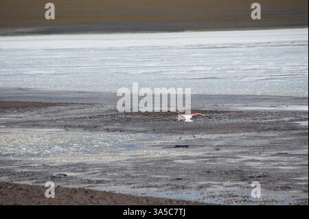 Ein Geysir bricht aus der Laguna Brava in den hohen Anden Argentiniens aus und erzeugt eine faszinierende Darstellung der Kraft der Natur. Stockfoto