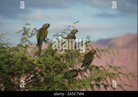 Eine Nahaufnahme einer Gruppe Papageien (Cyanoliseus Patagonus), die mit den Bergen der Villa Union, Provinz La Rioja, als Hintergrund plaudern Stockfoto