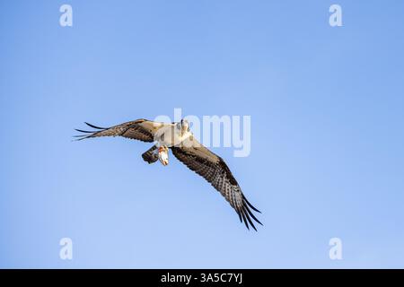 Osprey mit einem Fisch in den Krallen, während er über den Honeymoon Island State Park in Florida fliegt. Stockfoto