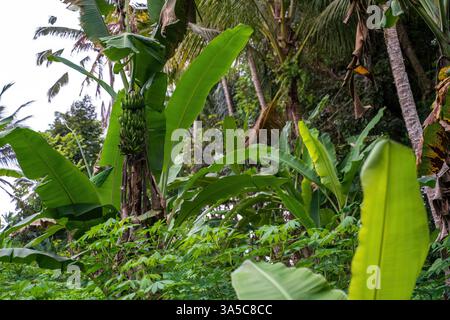 Üppiger balinesischer Tropenwald mit Bananenbäumen mit jungen Früchten, umgeben von Kokospalmen und dichter unterirdischer Vegetation, die ein grünes Ju schaffen Stockfoto