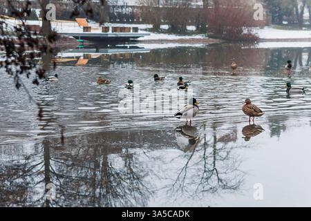 In einer ruhigen und ruhigen Winterszene können Enten auf einer teilweise gefrorenen Seenoberfläche gemächlich schwimmen gesehen werden Stockfoto