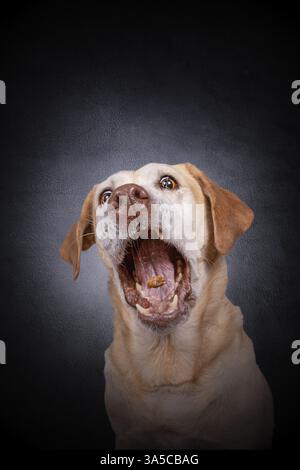 Labrador Retriever Stockfoto