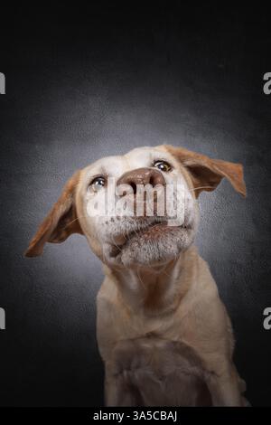 Labrador Retriever Stockfoto