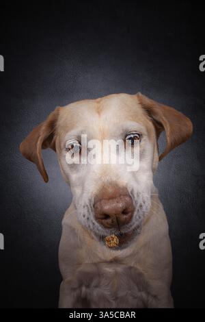 Labrador Retriever Stockfoto