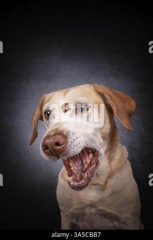 Labrador Retriever Stockfoto