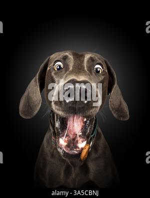 Weimaraner Stockfoto