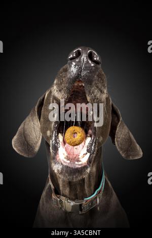 Weimaraner Stockfoto