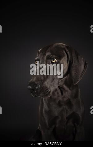 Weimaraner Stockfoto