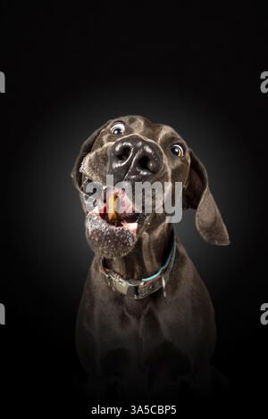 Weimaraner Stockfoto