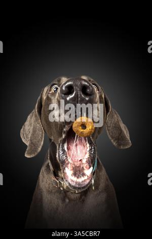 Weimaraner Stockfoto