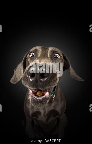 Weimaraner Stockfoto