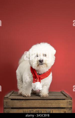 Bichon Frise Stockfoto
