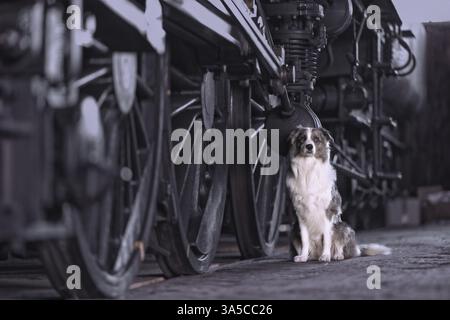 Border-Collie-Australian-Shepherd-Mongrel Stockfoto