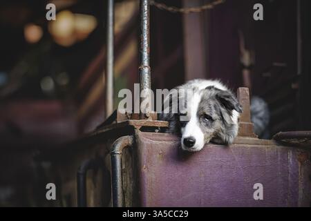Border-Collie-Australian-Shepherd-Mongrel Stockfoto